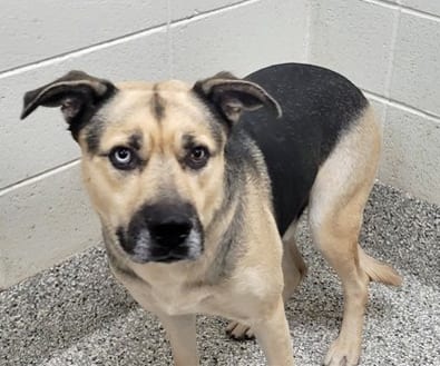 Photo of Homer, adoptable dog