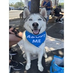 Photo of Sparky, adoptable Husky in Chatsworth, California