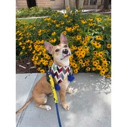 Photo of Knight, adoptable Terrier (Unknown Type, Medium) in Baton Rouge, Louisiana