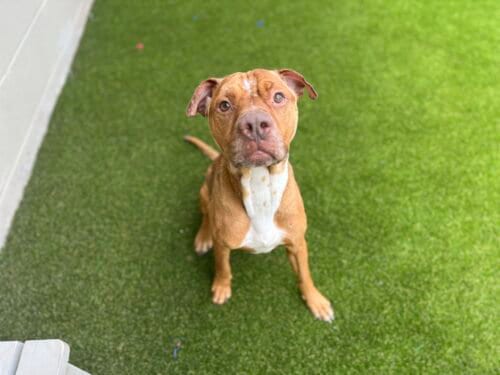 Photo of Buddha, adoptable Pit Bull Terrier in St. Cloud, Florida