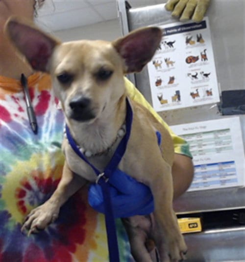 Photo of Milo Da'Barkus, adoptable Chihuahua in Fayetteville, North Carolina