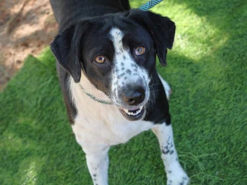 Photo of Flower, adoptable English Springer Spaniel in Tallahassee, Florida