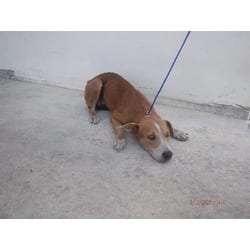Photo of Ross, adoptable Terrier (Unknown Type, Medium) in Doral, Florida