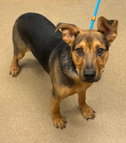 Photo of Crawford, adoptable dog in Chamblee, Georgia