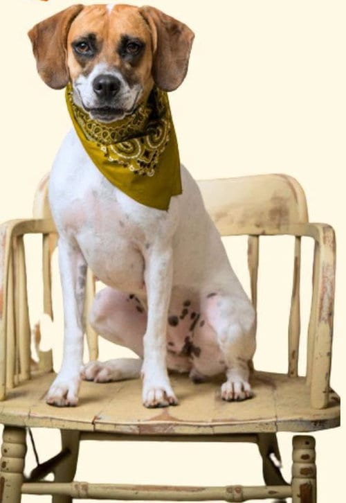 Photo of Emily, adoptable Hound in North Myrtle Beach, South Carolina