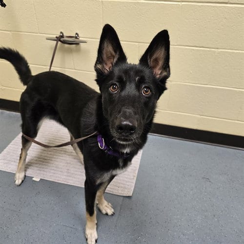 Photo of Nova Grace, adoptable German Shepherd Dog in Denver, Colorado