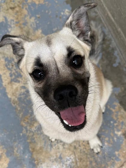 Photo of Otis, adoptable Pug in Inverness, Florida