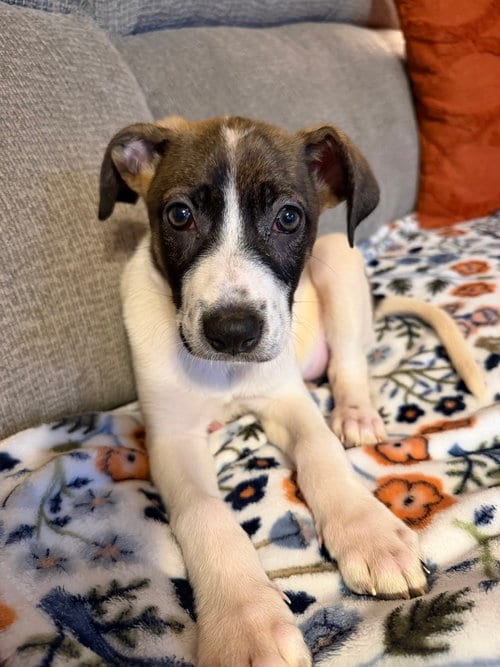 Photo of Starburst, adoptable Mountain Cur in Willingboro, New Jersey