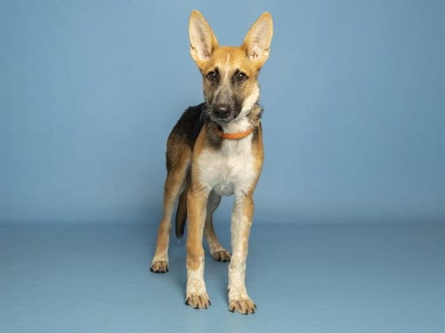 Photo of Banana Split, adoptable German Shepherd Dog in Phoenix, Arizona