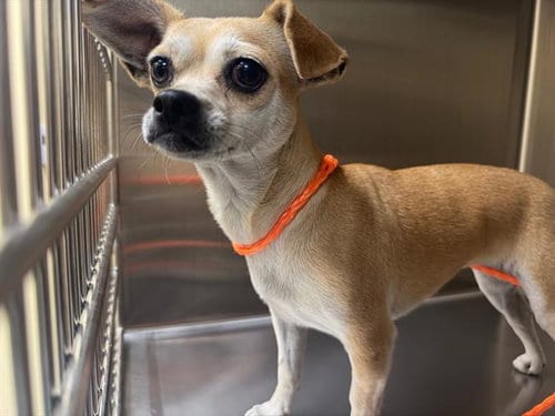 Photo of Schatzi, adoptable Chihuahua in Orange, California