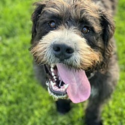 Photo of Snoop Dogg, adoptable Pit Bull Terrier Poodle (Standard) in Wethersfield, Connecticut