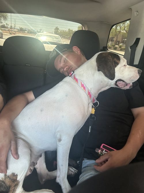 Photo of Sally #2, adoptable Dogo Argentino in Chandler, Arizona
