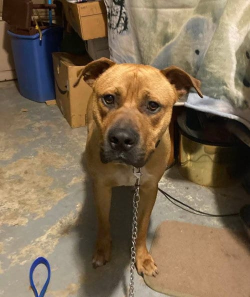 Photo of Rico, adoptable Black Mouth Cur in Holly Springs, North Carolina