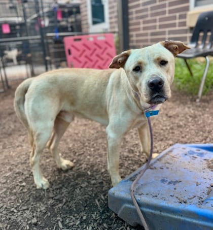 Photo of Sosa, adoptable dog in Chamblee, Georgia