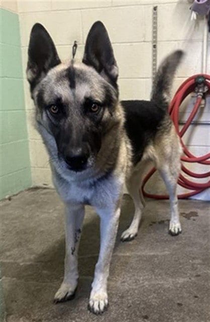 Photo of A743635, adoptable German Shepherd Dog in Sacramento, California