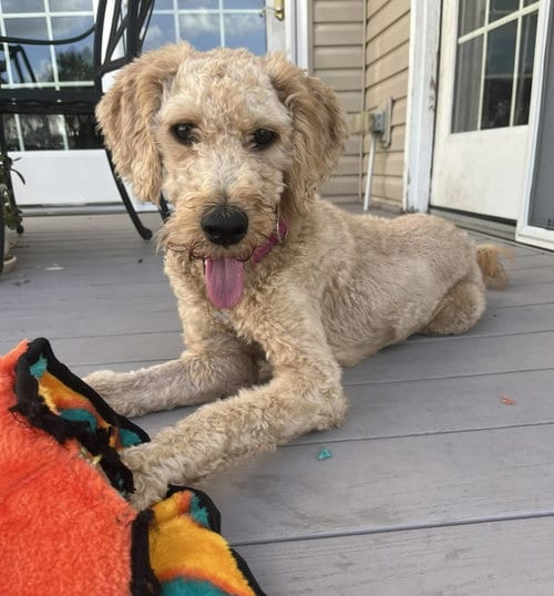 Photo of Maisie, adoptable Poodle (unknown type) in Cliffwood, New Jersey
