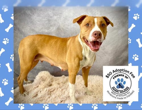 Photo of Honey, adoptable Pit Bull Terrier in Salinas, California