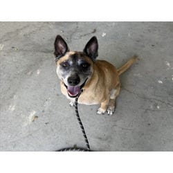 Photo of Ringo, adoptable German Shepherd Dog in Chatsworth, California
