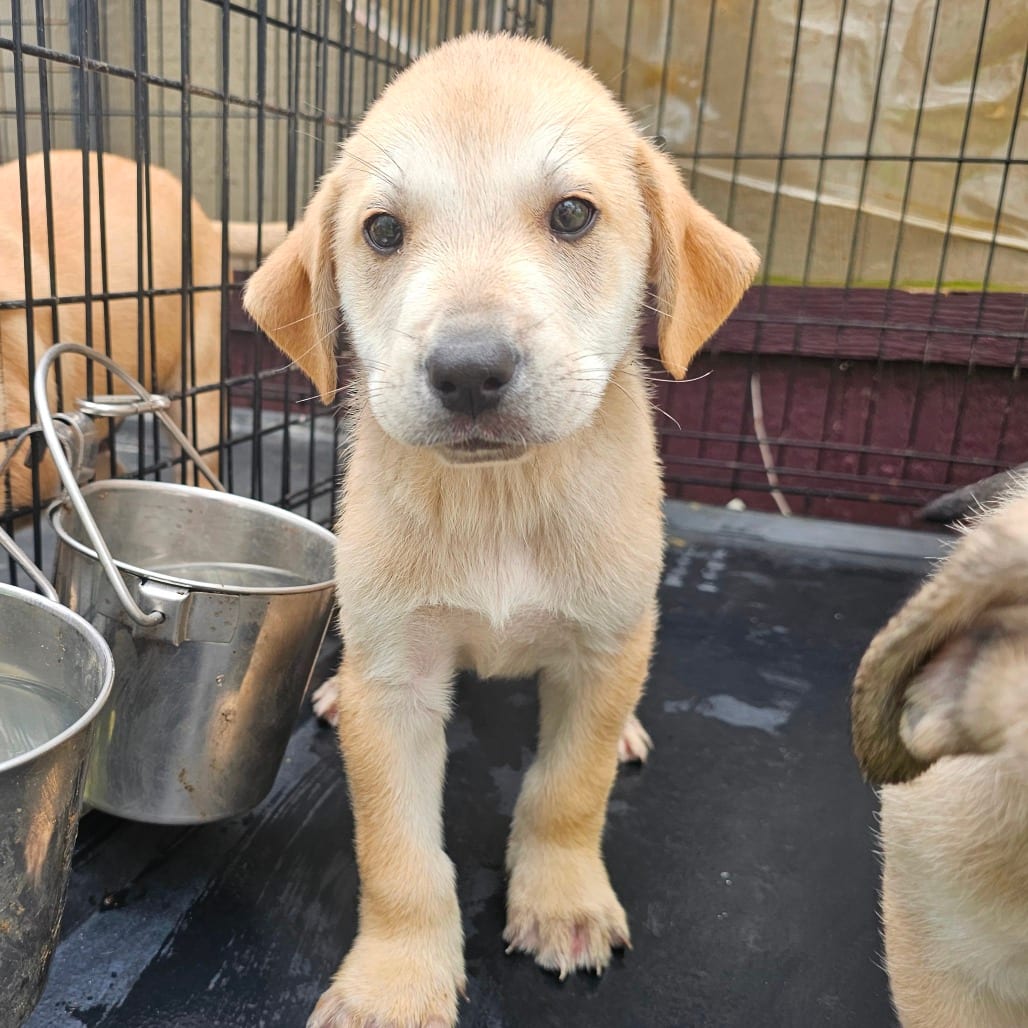 Photo of Eggie, adoptable dog in Mount Vernon, Arkansas