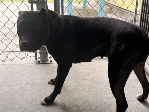 Photo of Beauty, adoptable Pit Bull Terrier in Baldwin Park, California