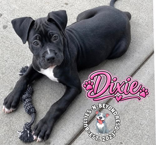 Photo of Dixie, adoptable Boxer in Omaha, Nebraska