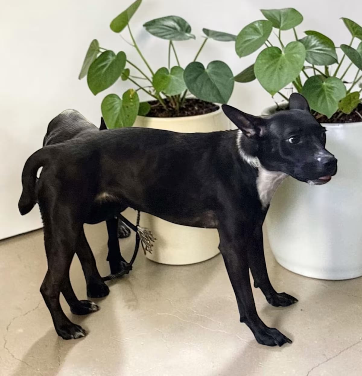 Photo of Brie, adoptable Basenji/French Bulldog in Portland, Oregon