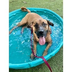 Photo of Federico, adoptable Terrier (Unknown Type, Medium) in Doral, Florida