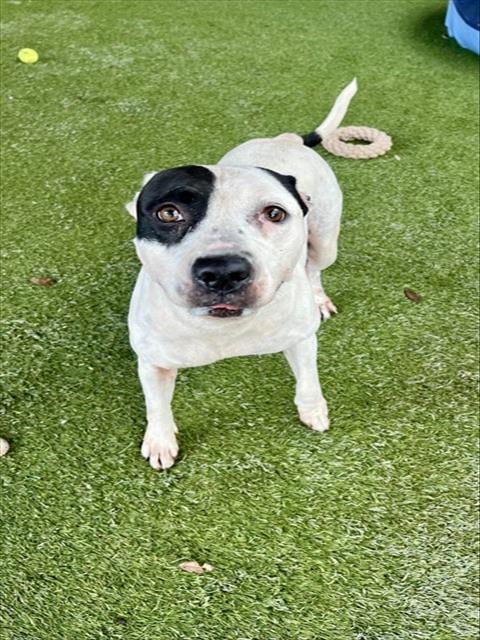 Photo of Betty, adoptable American Bulldog in Miami, Florida