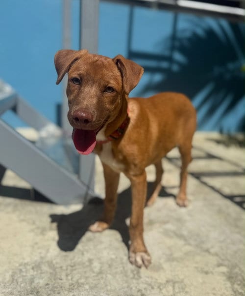 Photo of Milo, adoptable Labrador Retriever in Jenkintown, Pennsylvania