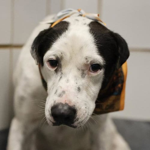 Photo of Bingo Boo, adoptable Australian Cattle Dog/Blue Heeler in San Antonio, Texas