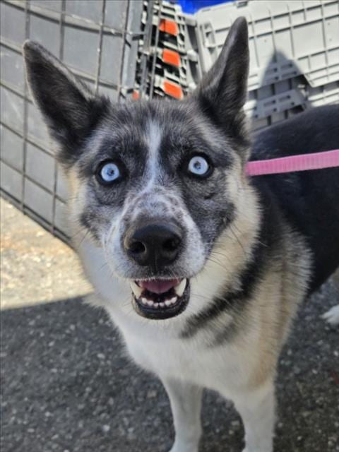 Photo of Frankie, adoptable Siberian Husky in Woodland, California