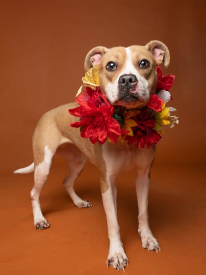 Photo of Ashley, adoptable dog in Atlanta, Georgia