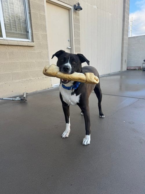 Photo of Duke #24, adoptable Pit Bull Terrier in Chandler, Arizona