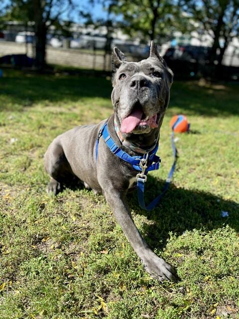 Photo of Cali, adoptable Cane Corso Mastiff in Boston, Massachusetts