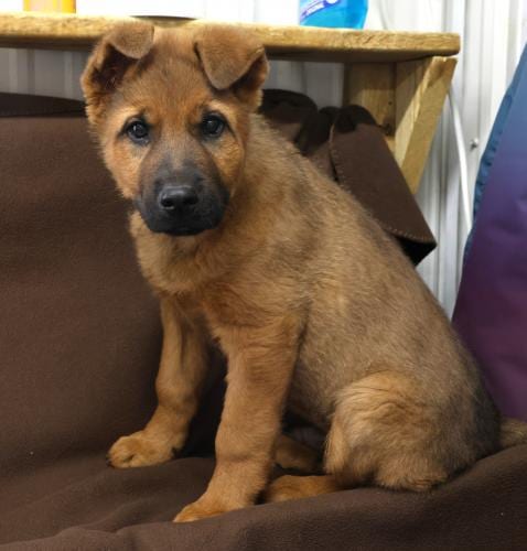 Photo of Lou, adoptable Shepherd in Thief River Falls, Minnesota