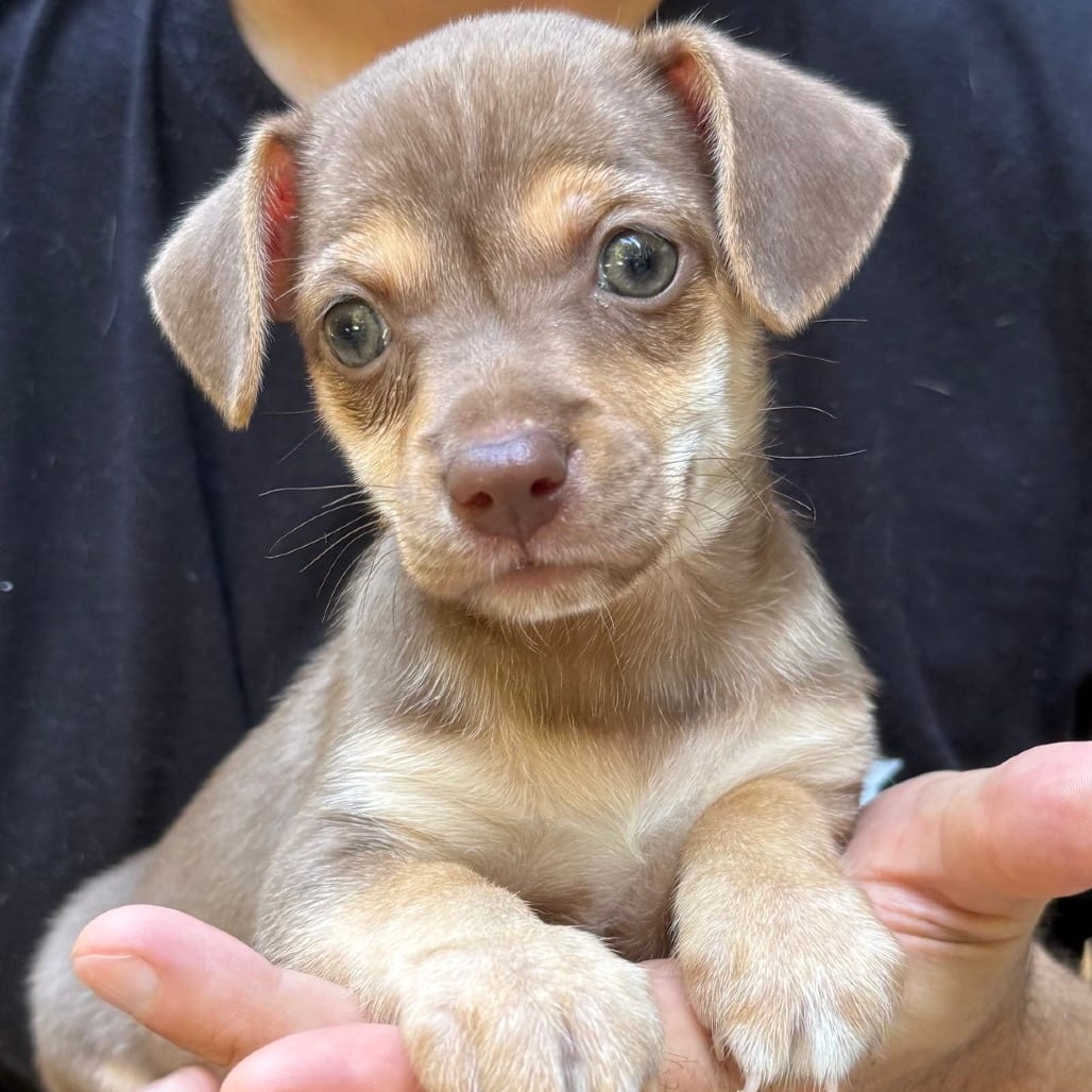 Photo of Queso, adoptable Terrier / Mixed Breed (Medium) in Raleigh area, North Carolina