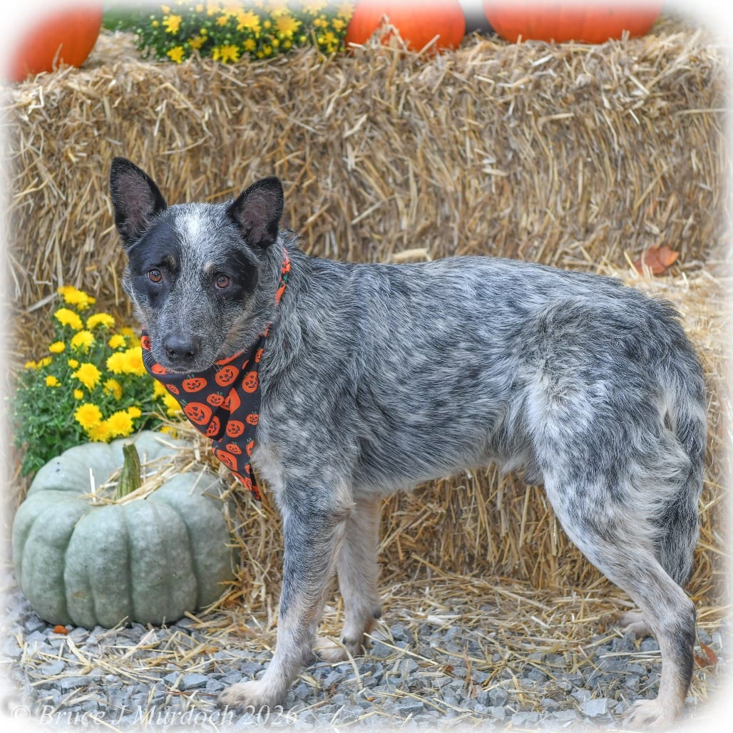 Photo of Gregor, adoptable Cattle Dog, Australian (Blue Heeler) in Wake Forest, North Carolina