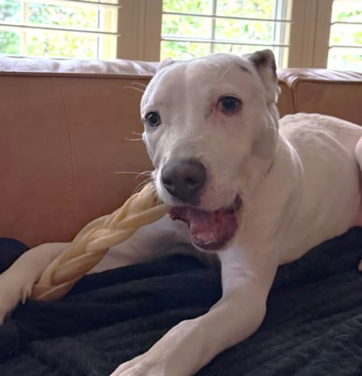 Photo of Mello, adoptable American Pit Bull Terrier in Palatine, Illinois