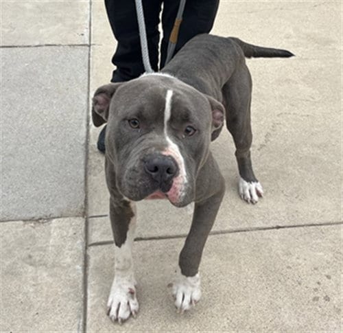 Photo of Brutus, adoptable Pit Bull Terrier in Killeen, Texas