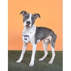 Photo of Spyder, adoptable Terrier (Unknown Type, Medium) in Doral, Florida