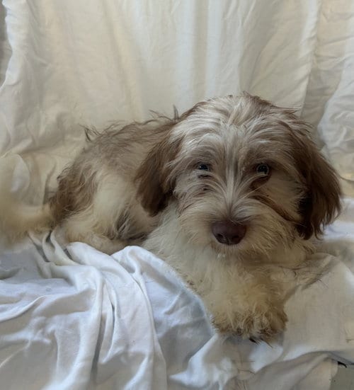 Photo of Cobbler, adoptable Lhasa Apso in Pipe Creek, Texas