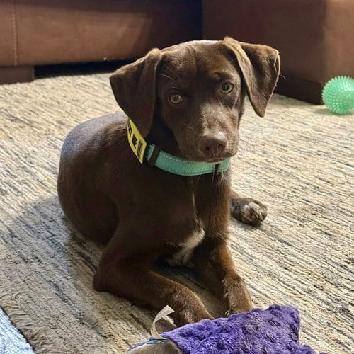 Photo of Scarlett, adoptable Labrador Retriever in Fort Worth, Texas
