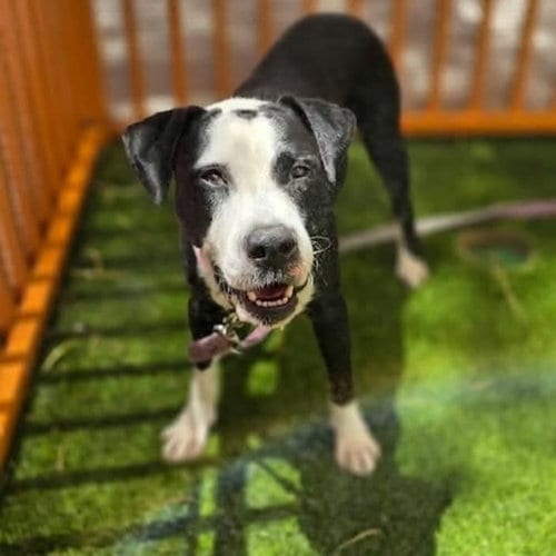 Photo of Porkchop, adoptable Pit Bull Terrier in Las Vegas, Nevada
