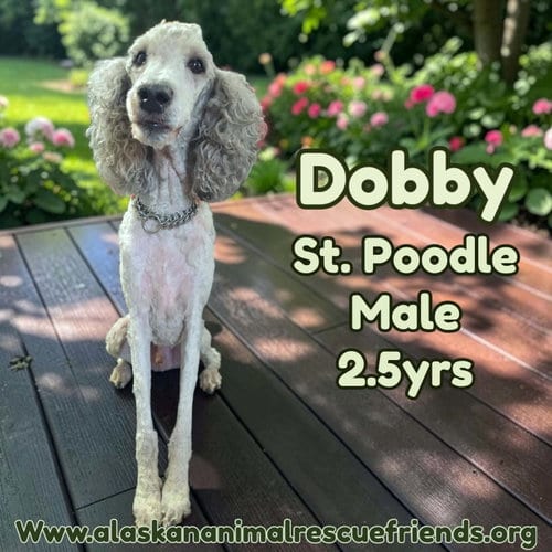 Photo of Dobby, adoptable Poodle (Standard) in Anchorage, Alaska