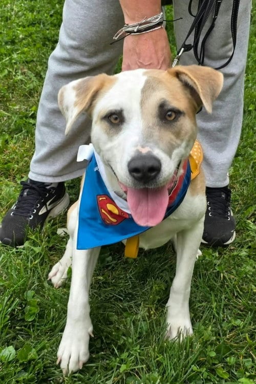 Photo of KK, adoptable American Pit Bull Terrier in Germantown, Ohio