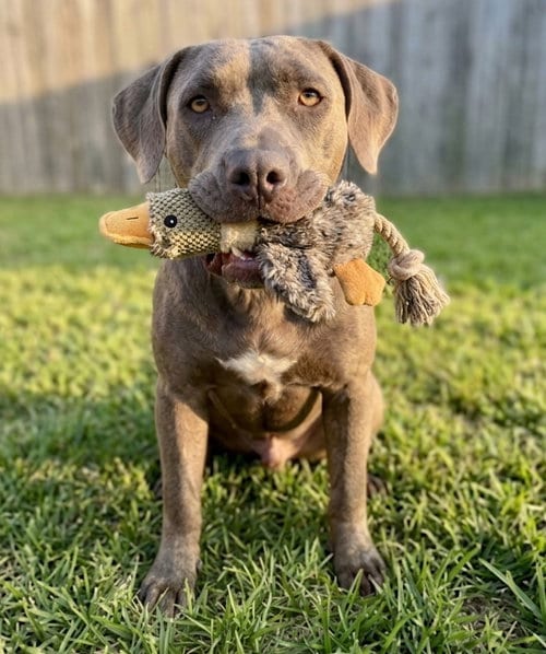 Photo of Otis, adoptable Labrador Retriever in Grovertown, Indiana