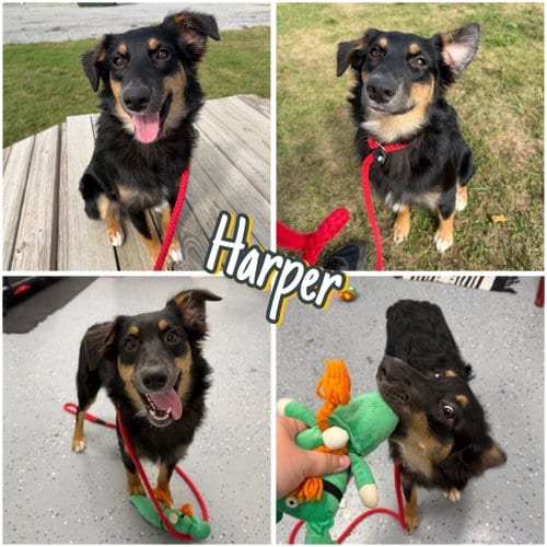 Photo of Harper - In foster - Call for appt, adoptable Australian Shepherd in Pierceton, Indiana