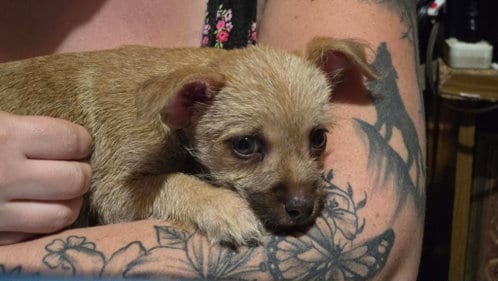 Photo of Toto, adoptable Yorkshire Terrier Yorkie in Oakhurst, New Jersey