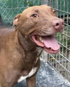 Photo of Coco, adoptable Labrador Retriever in Savannah, Missouri