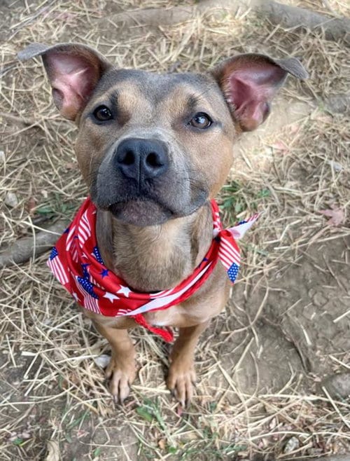 Photo of Asha Bean, adoptable Pit Bull Terrier in Tulsa, Oklahoma